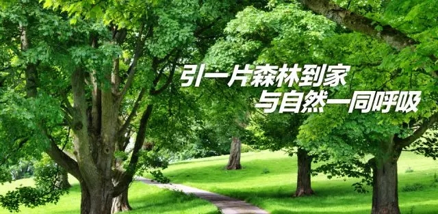 新品预售|引一片森林到家 它是全家人的小确幸